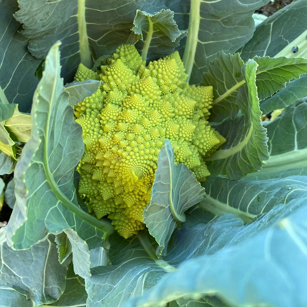 Romanescu