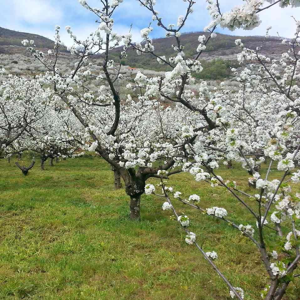 Cherry tree flower