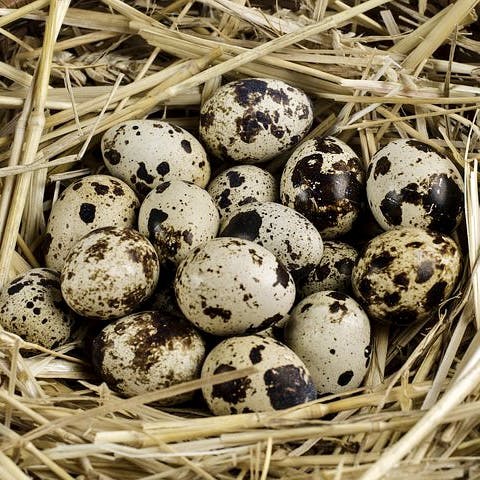 Quail Eggs