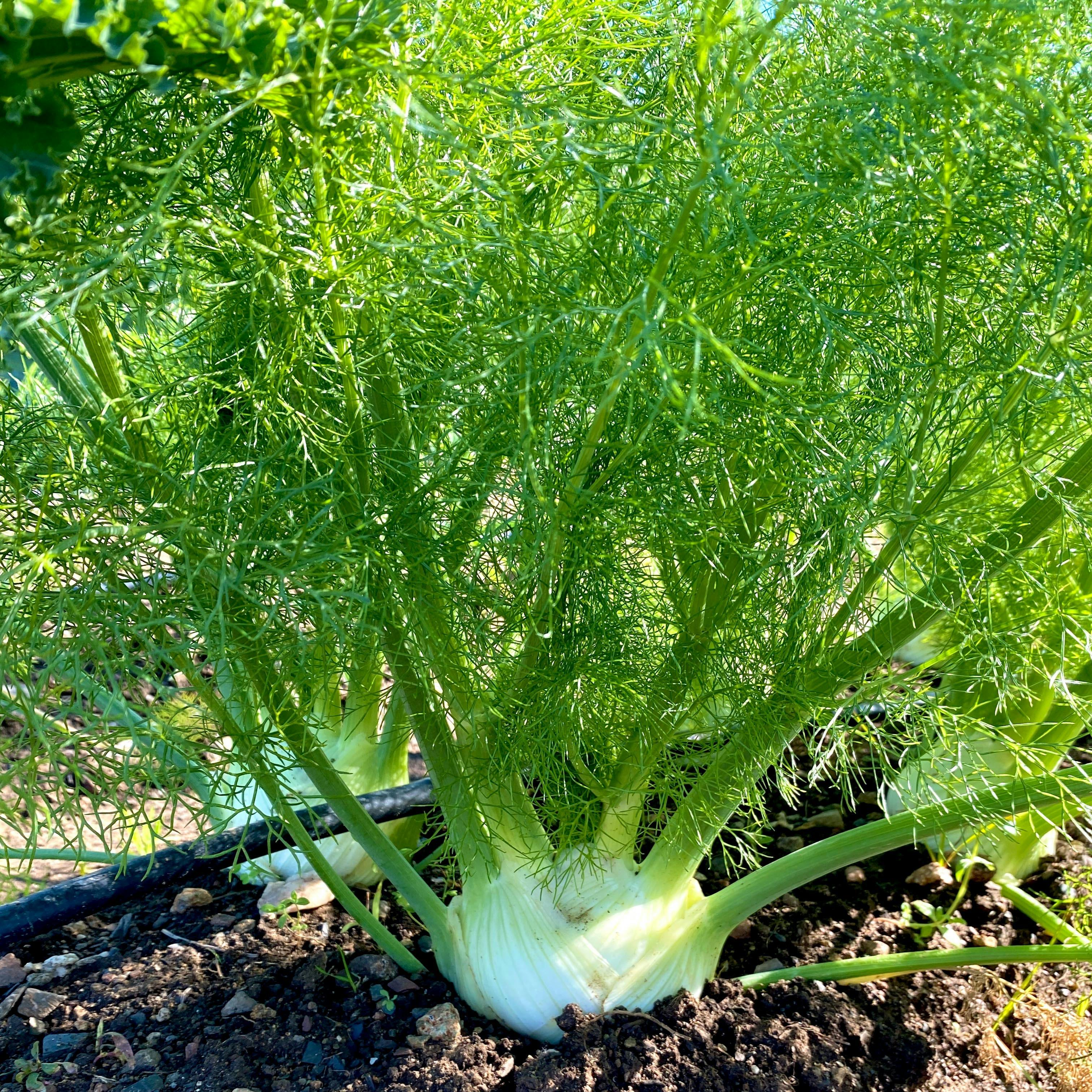 Organic Fennel