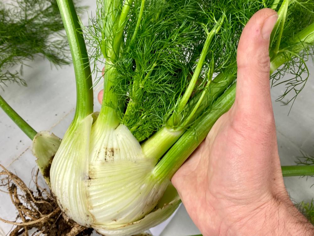 Fennel, a Veggie Full of Qualities | Chef H. Delgado