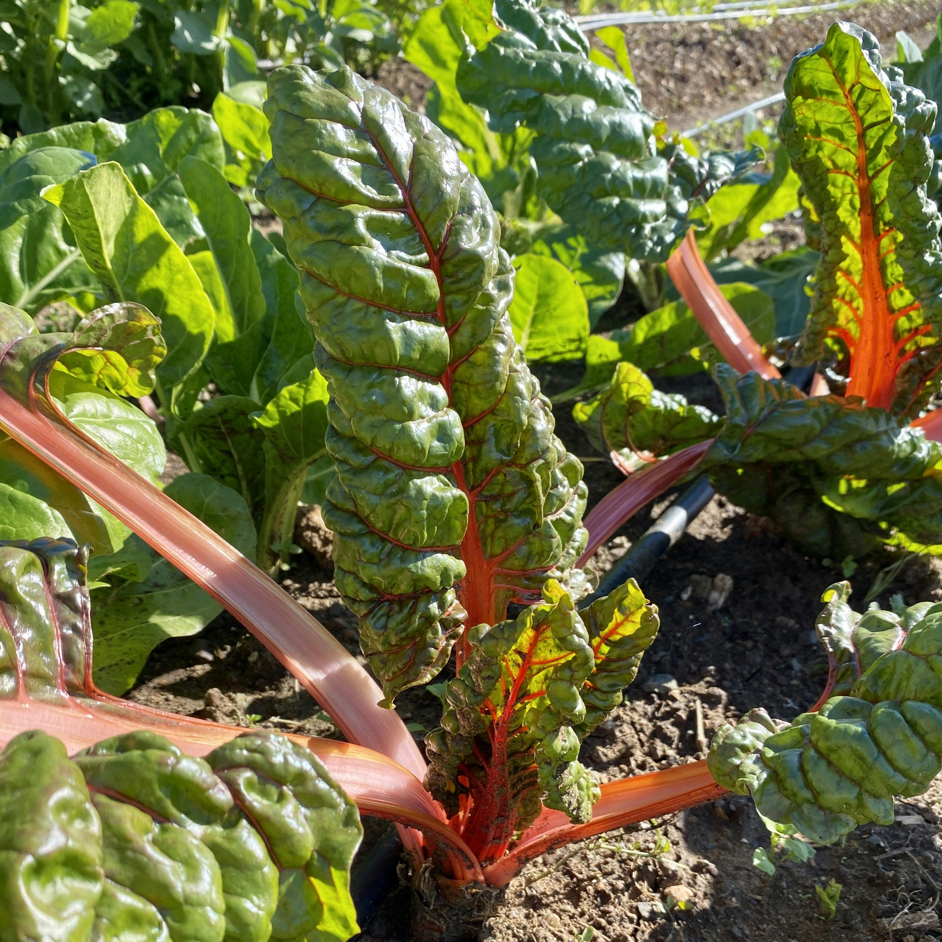 Organic Redchard