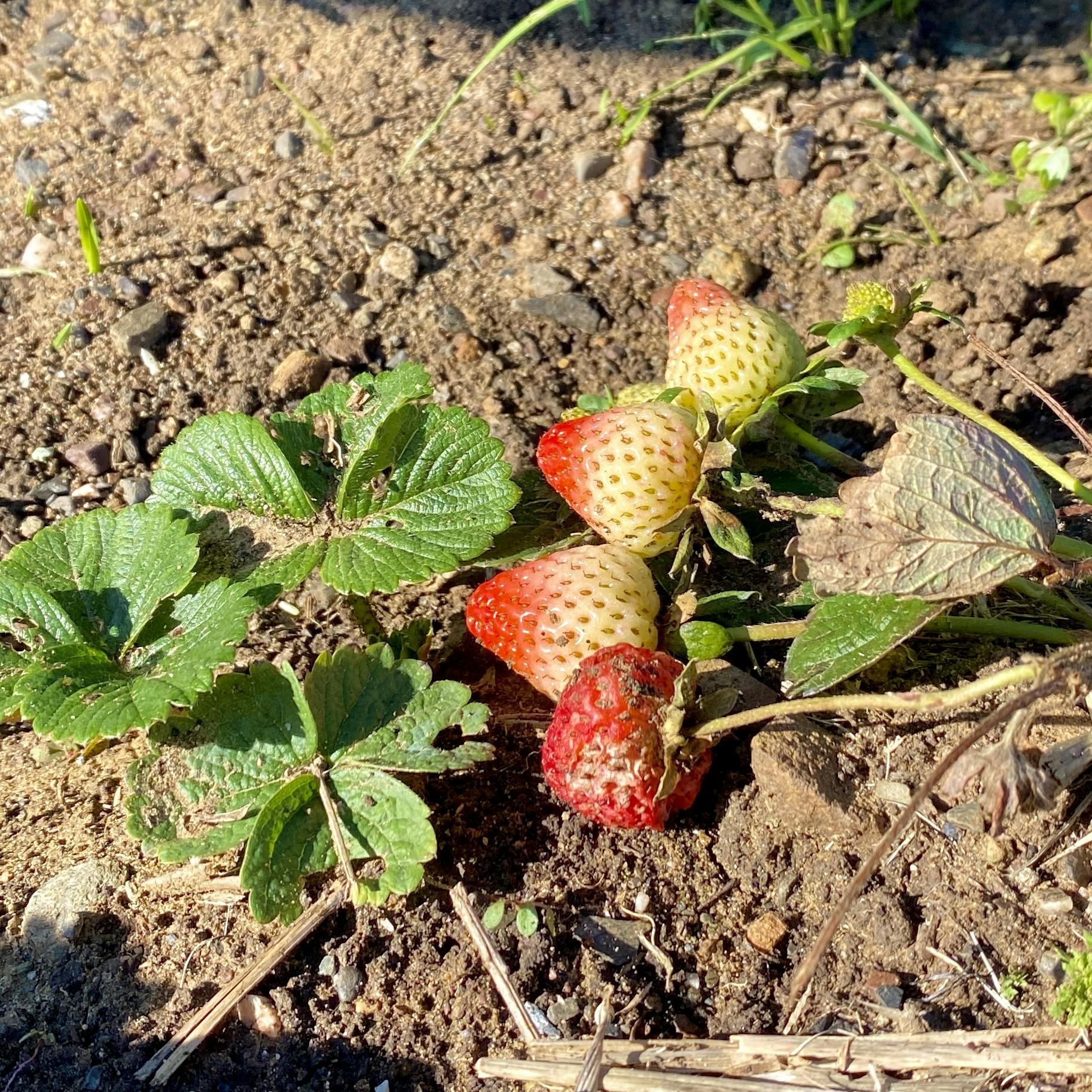 Strawberries