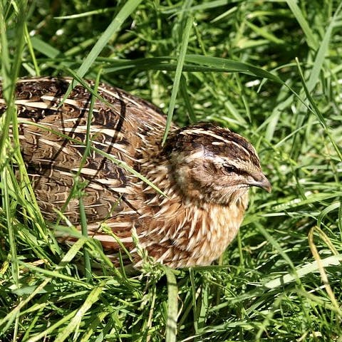 Quail