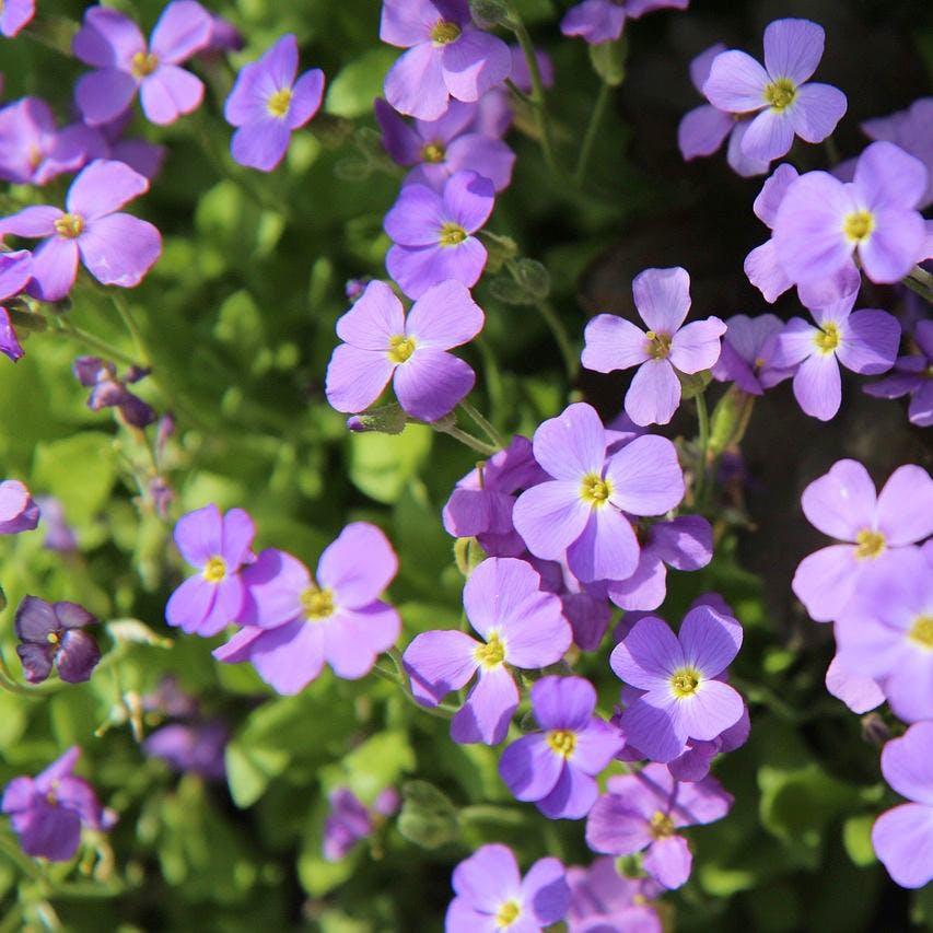 Violets flowers