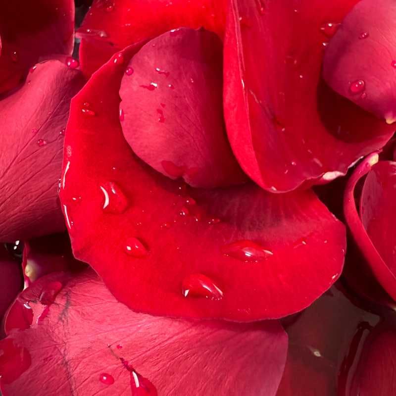 Roses petals