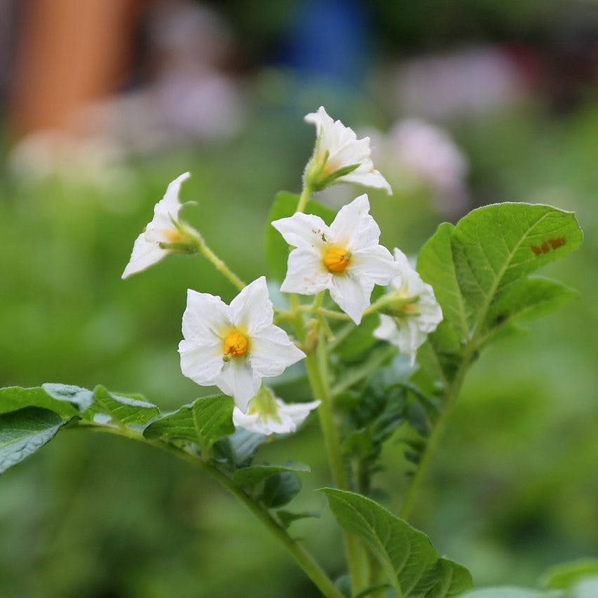 Flower of potato plant