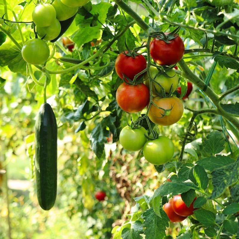 Vegetables garden