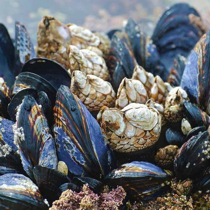 Mussels