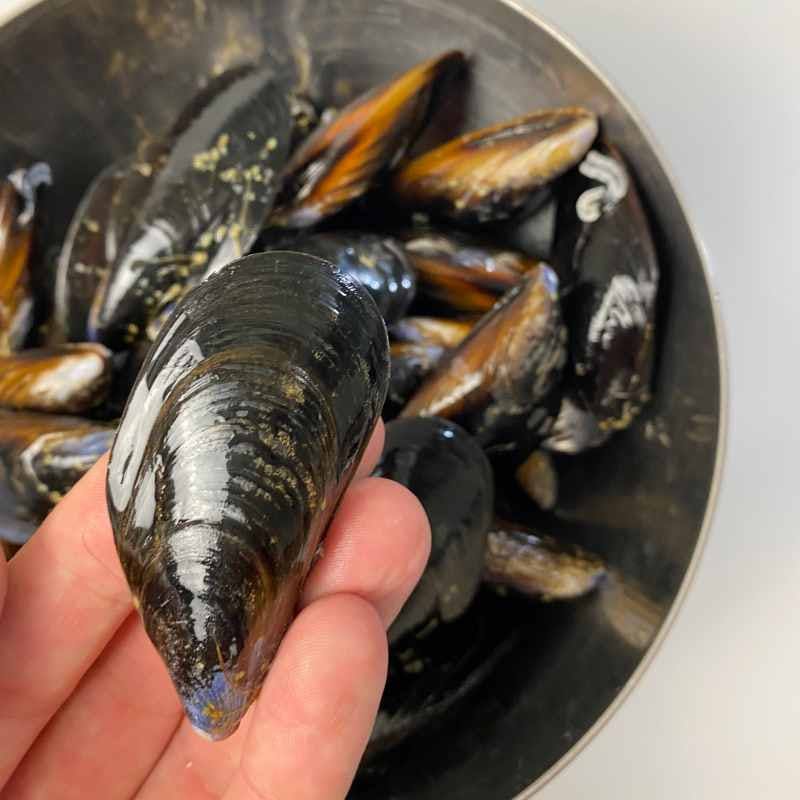 Mussels