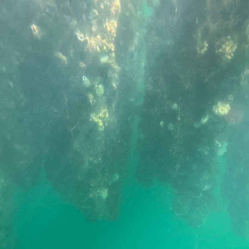 Mussels ropes underwater