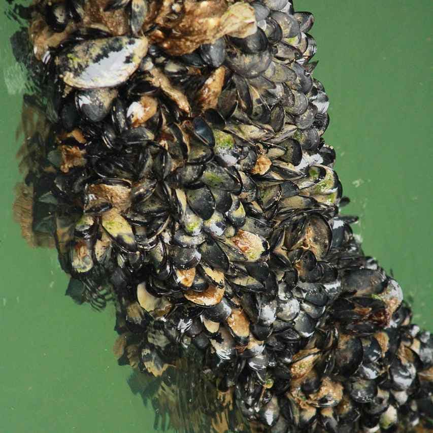 Rope full of mussels