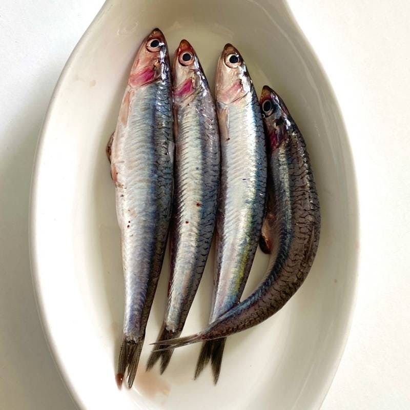 fresh anchovies