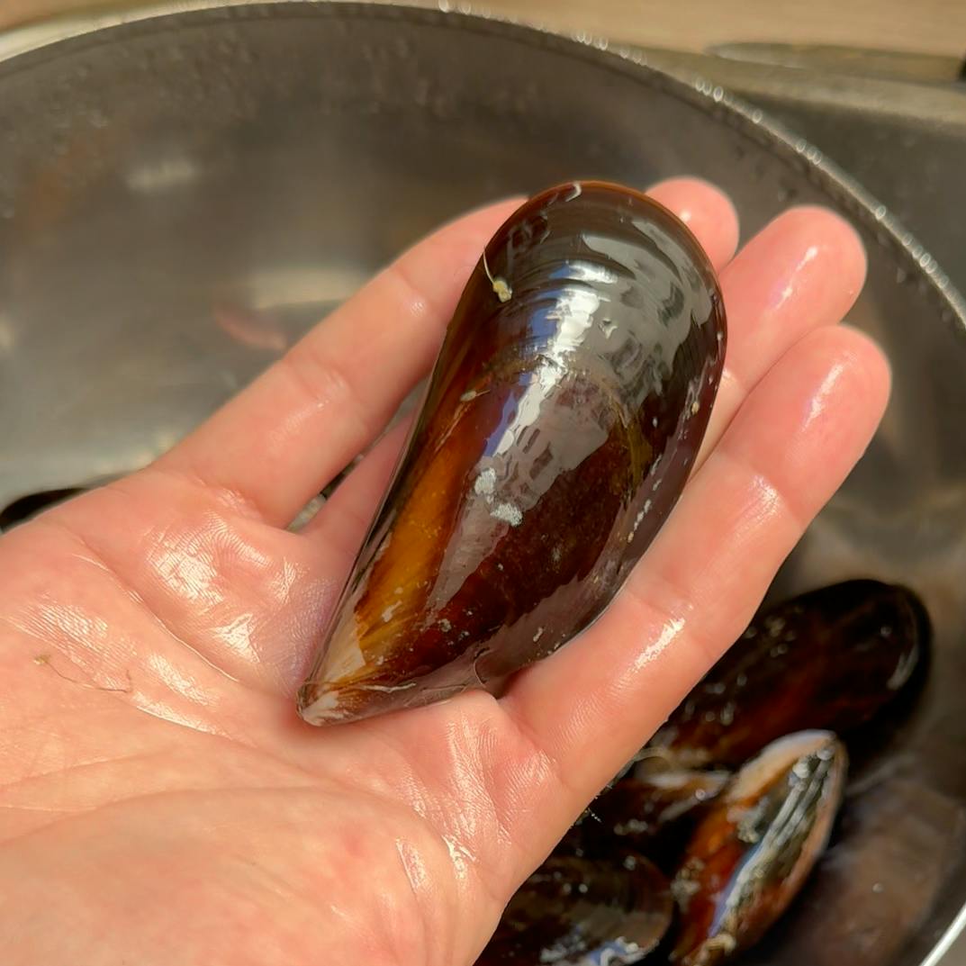 Big mussel