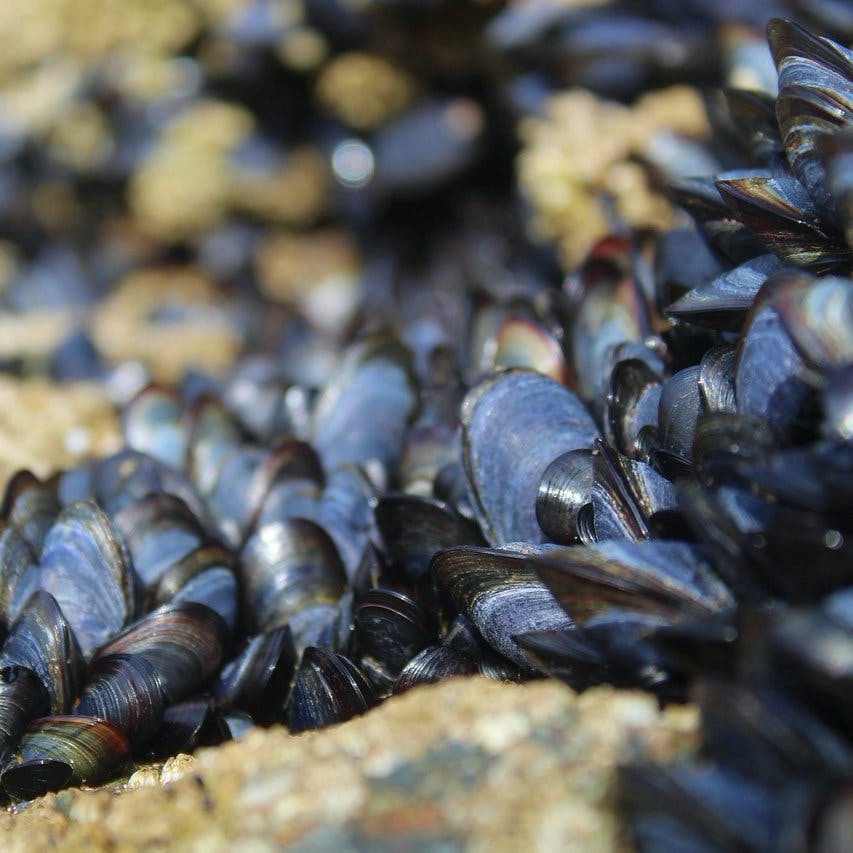 mussels