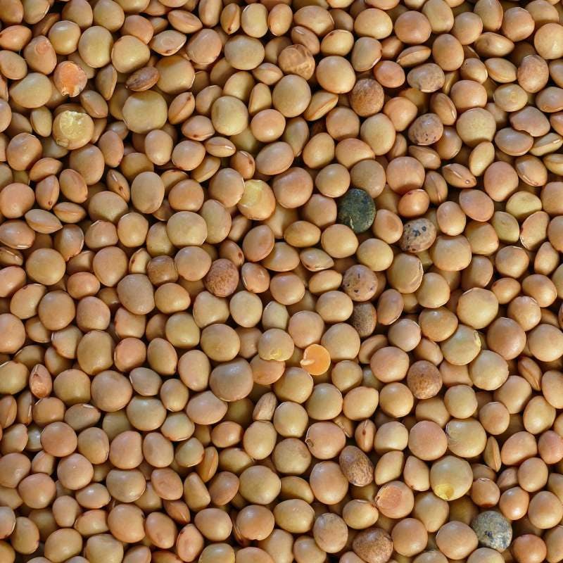 Pardina lentil