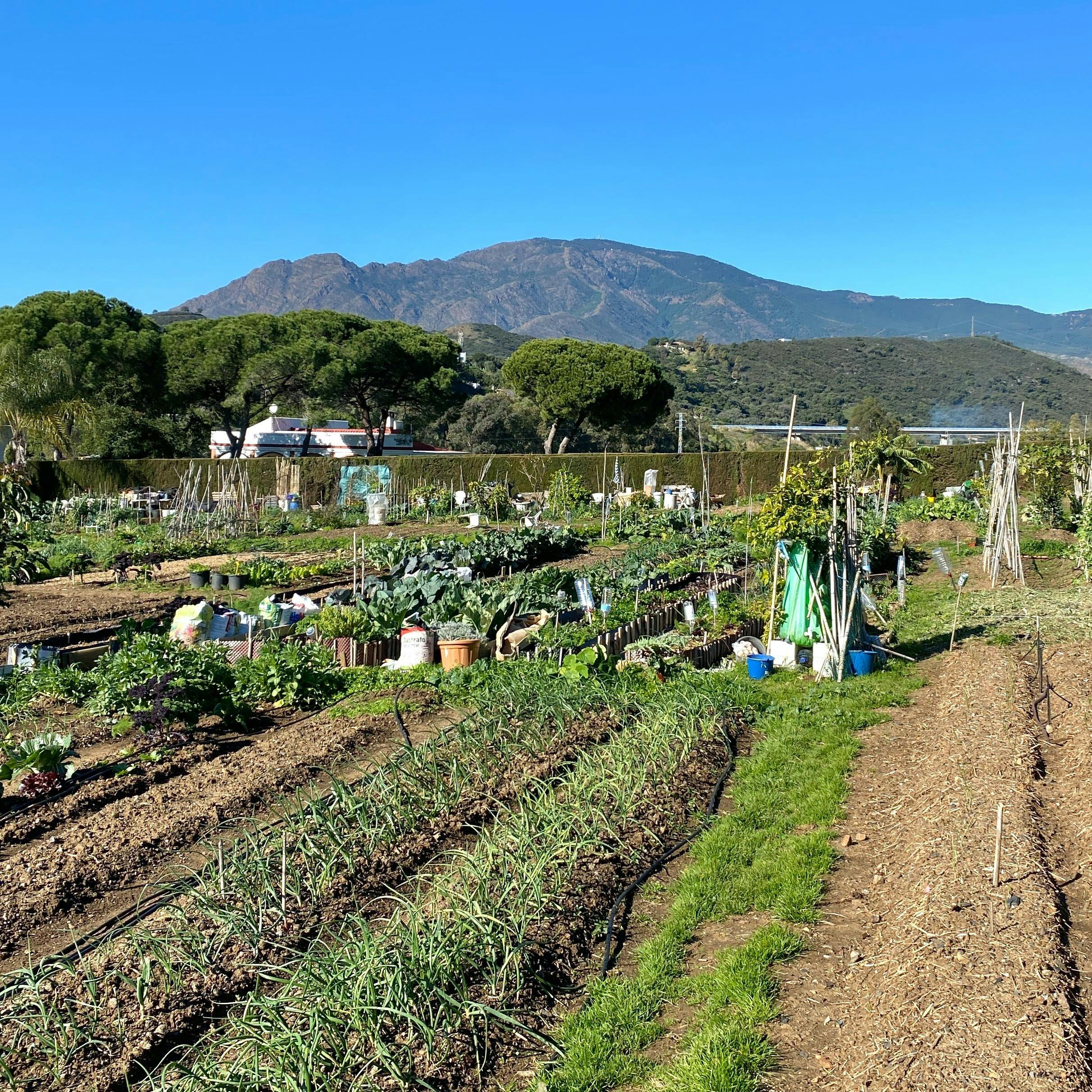 Organic Garden