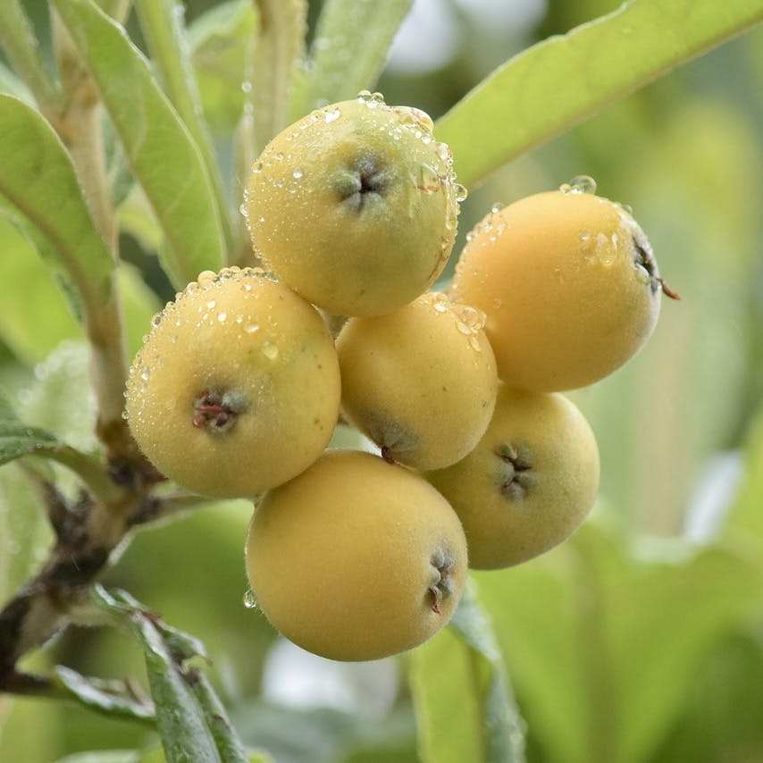 Loquat