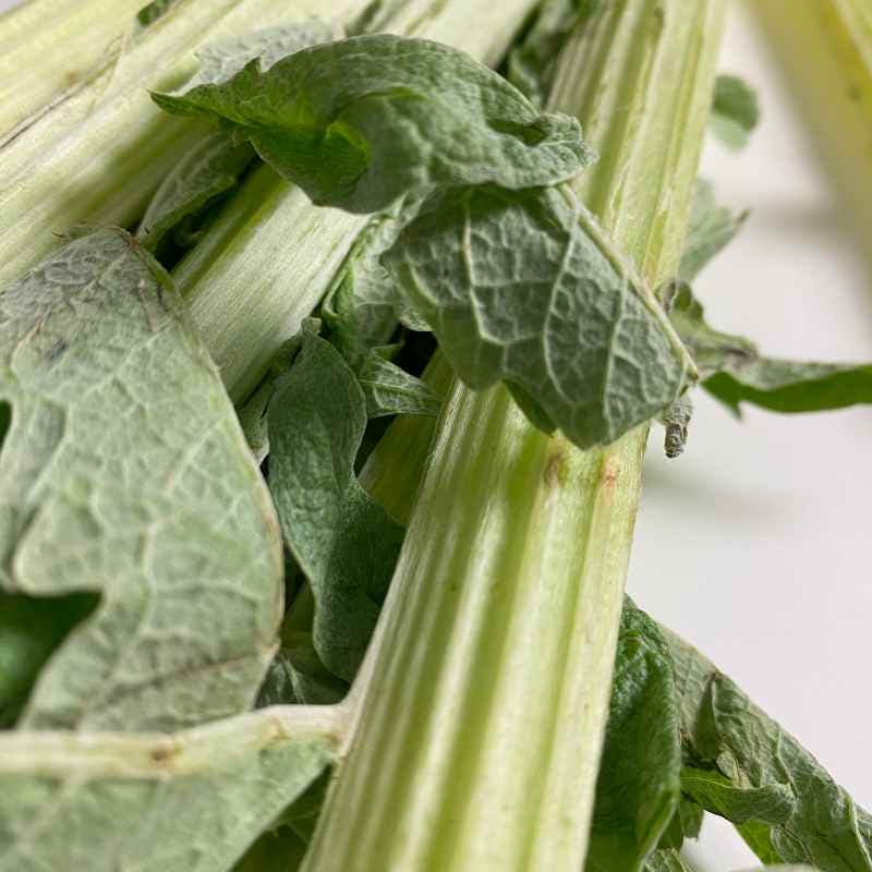 Thistle plant