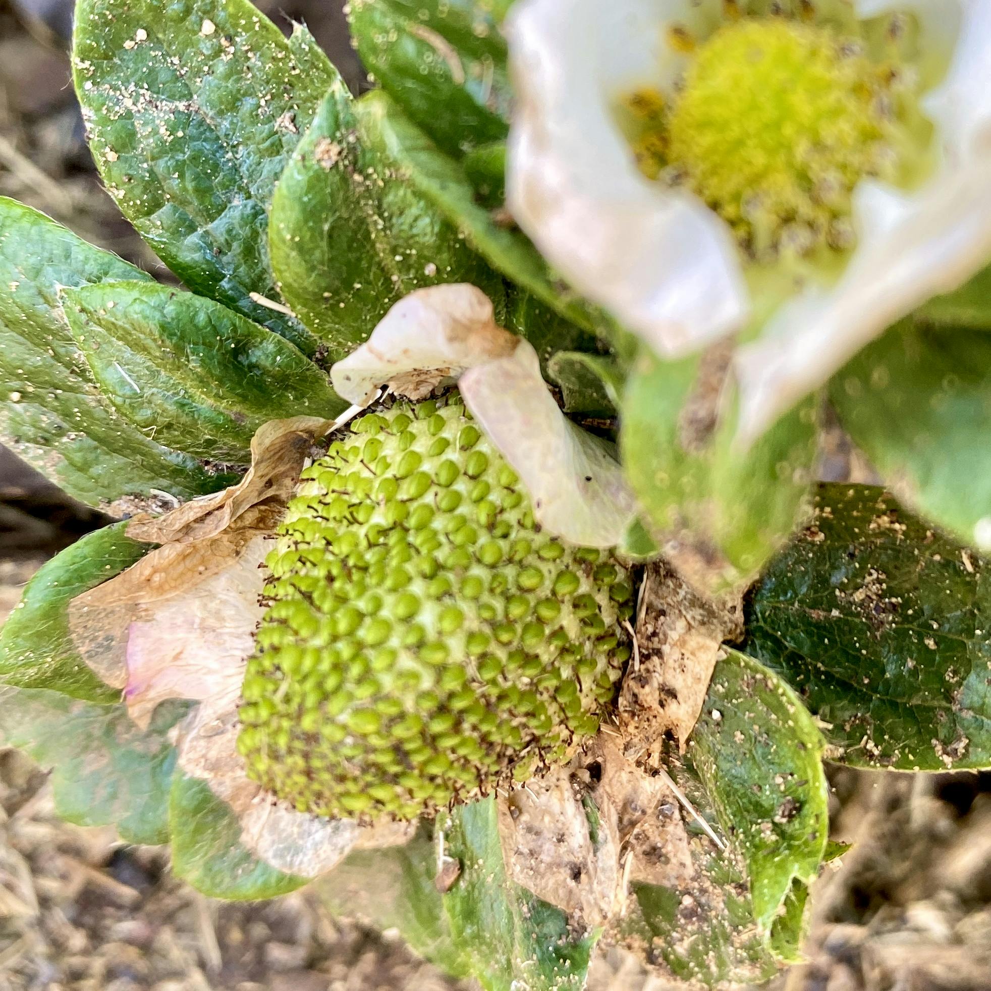 Strawberries