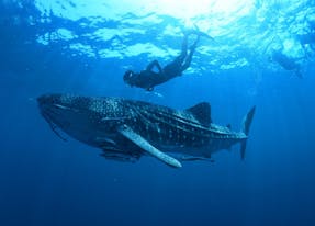 Snorkel with whale sharks