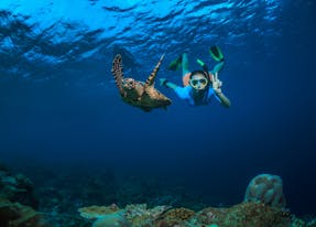 Snorkel with turtles