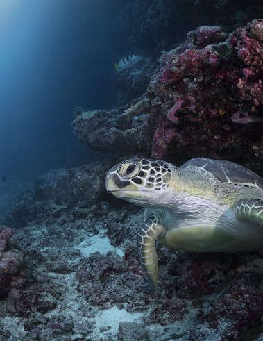 Snorkel with turtles