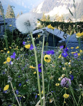 flowers and bees at hotel cheval blanc courchevel