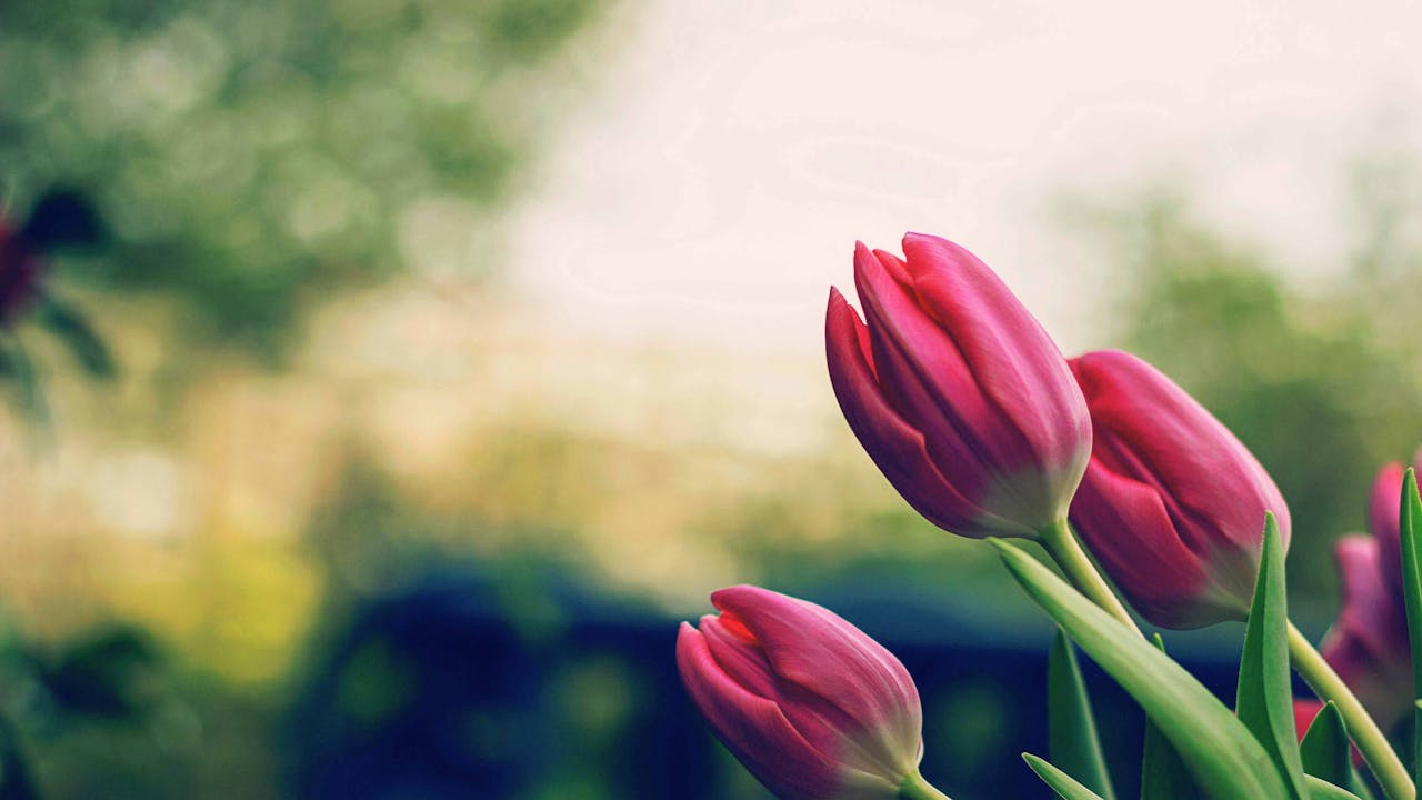 Sarah Edwards: Delighting in God