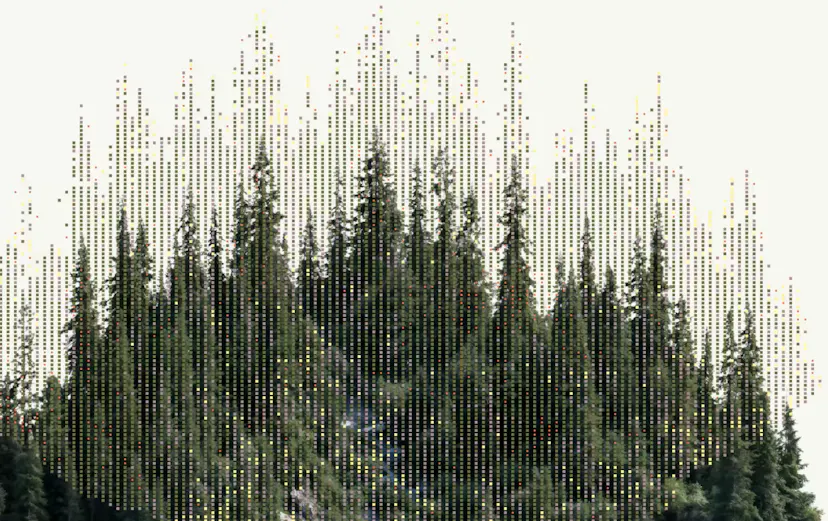 placeholder forest