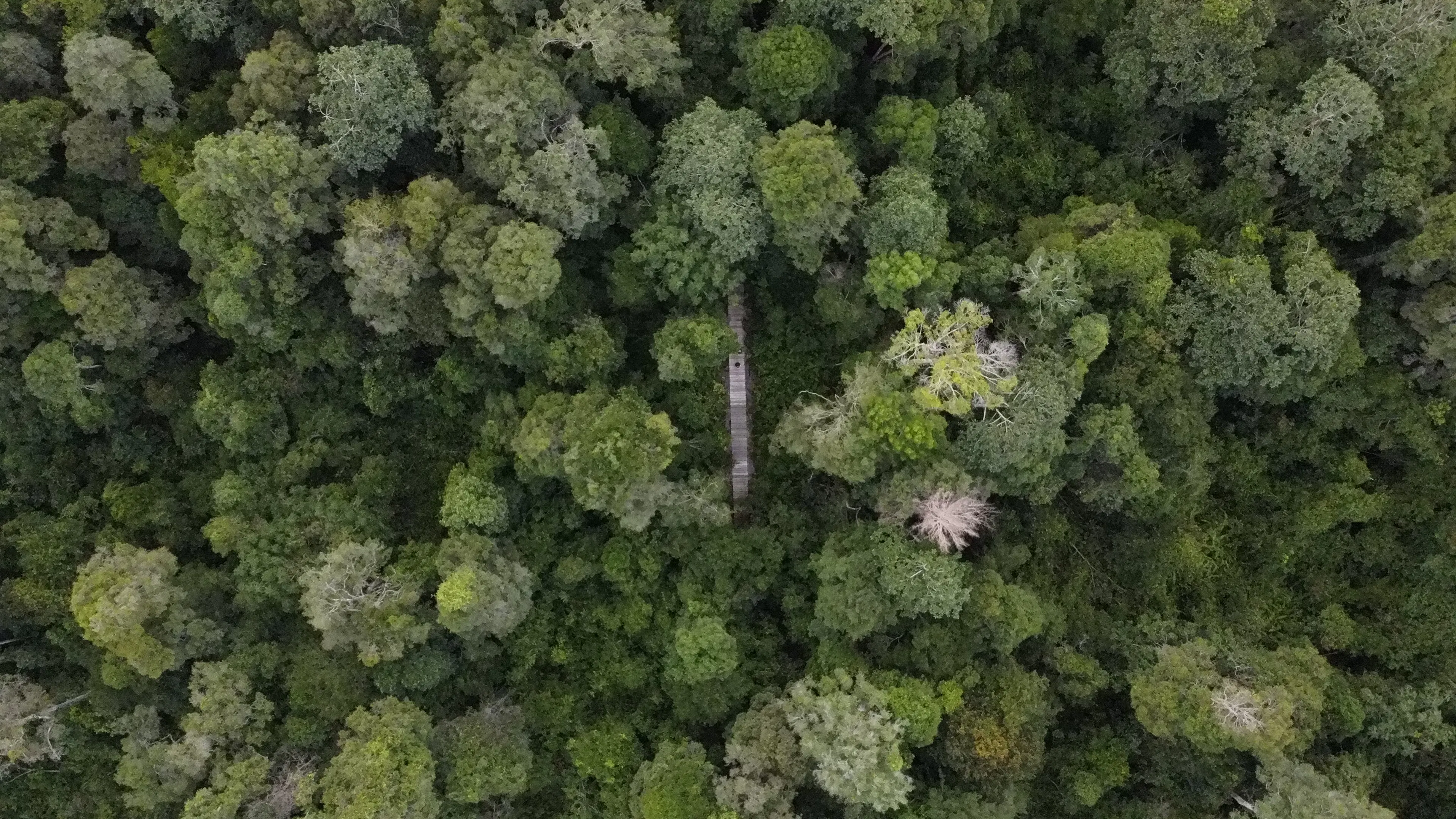 Aboveground biomass map of the Katingan Mentaya peat-swamp forest concession, Central Kalimantan, at 30-metre resolution