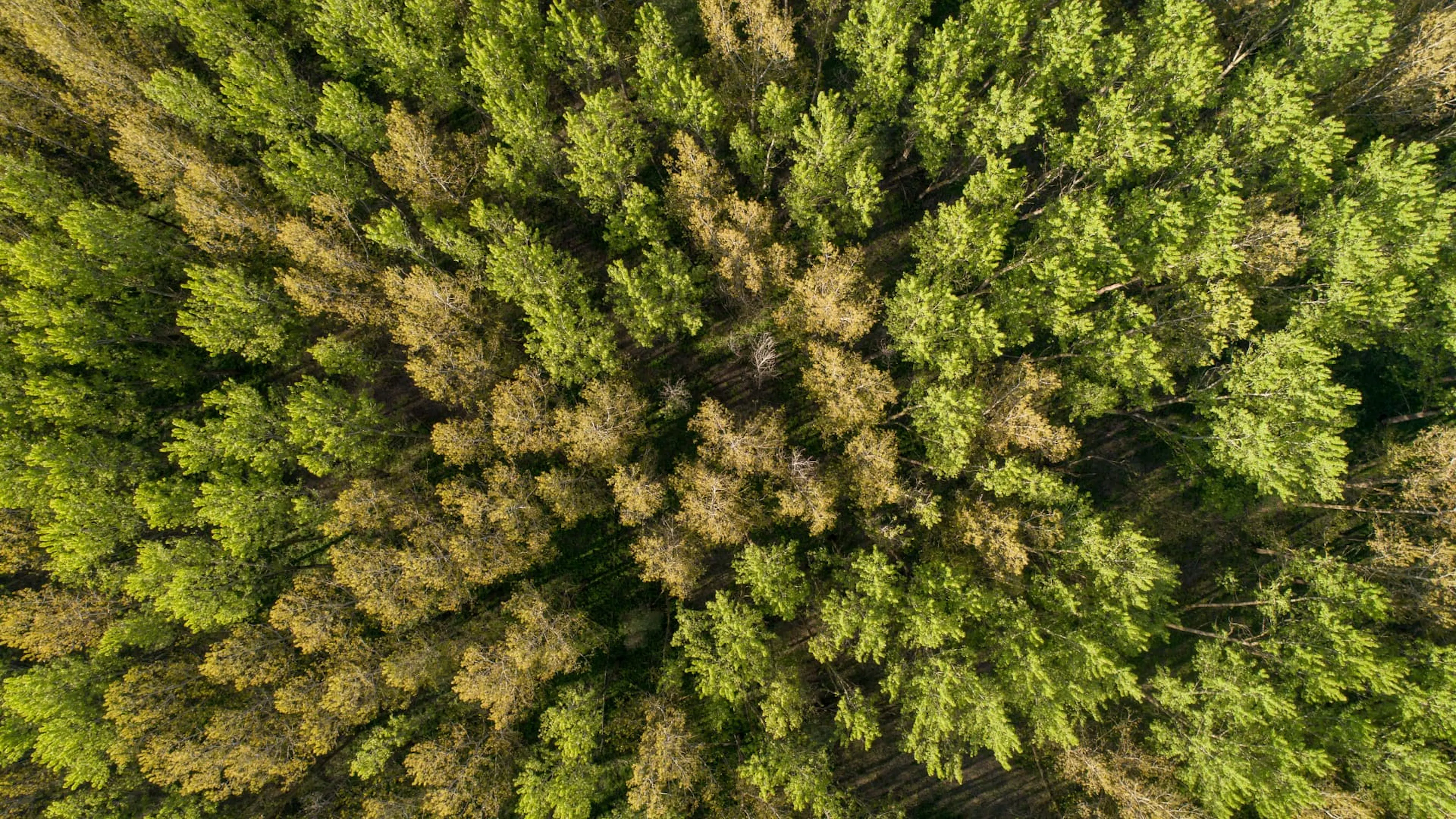 Aerial forest view
