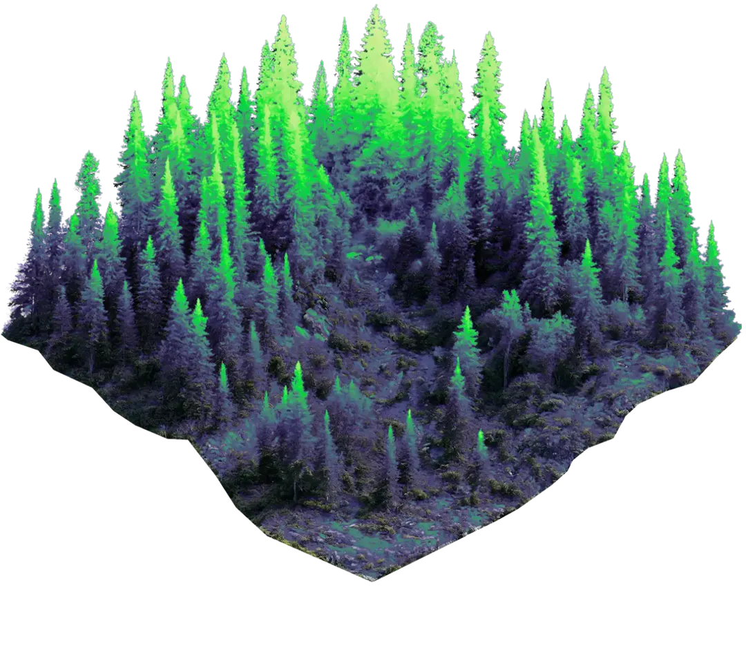 Forest floor base layer
