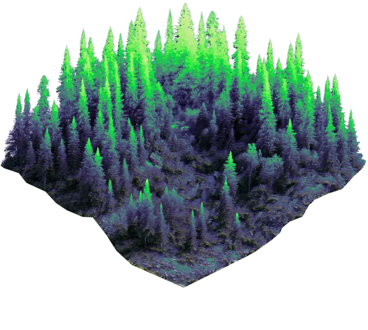 Forest floor base layer
