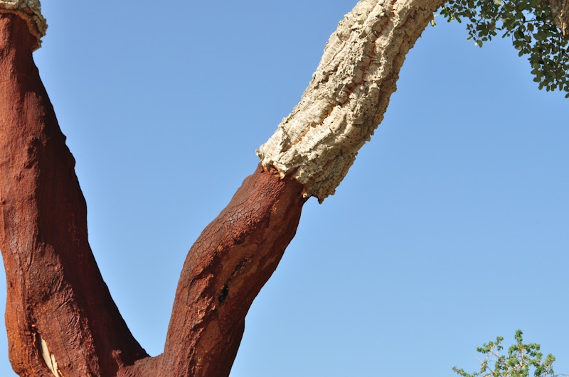 A Cork Oak tree after being harvested