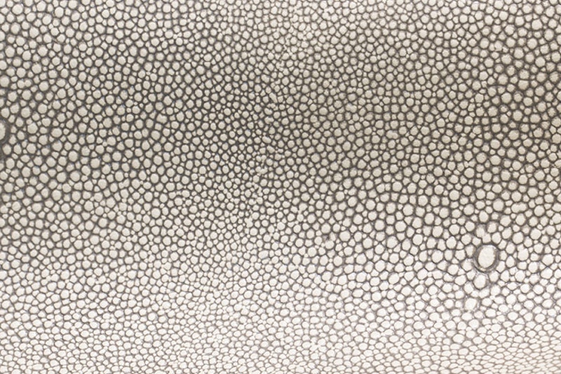 Some old antique shagreen skin from a Stingray