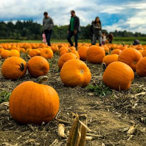 Pumpkin patch