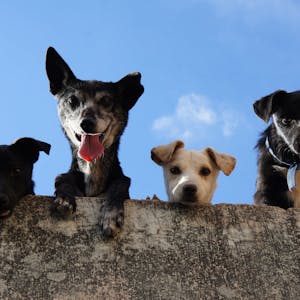 Four dogs