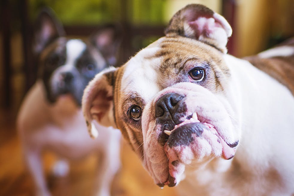 Pet Photography Ideas: Create a Pet Photo Book