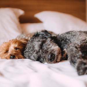 dogs on a bed
