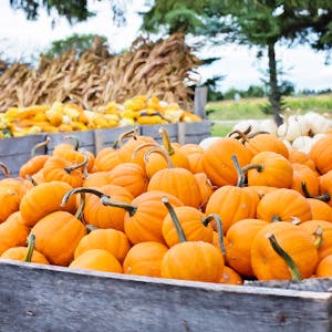 fall pumpkins