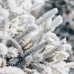 frosted evergreen trees