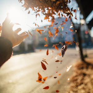 Leaves in the sunlight