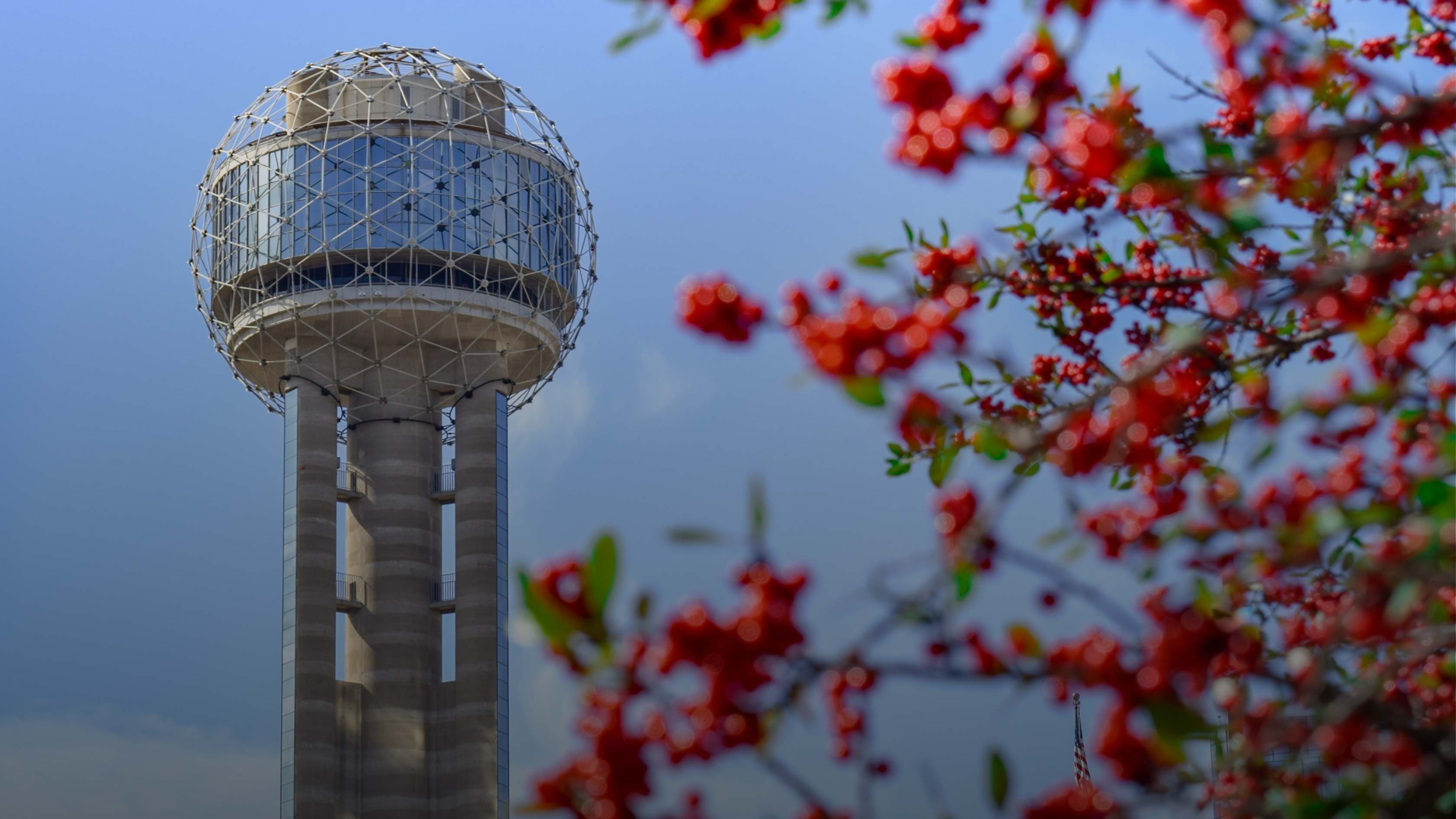 Dating in Dallas  A Guide for Successful Singles and Professionals