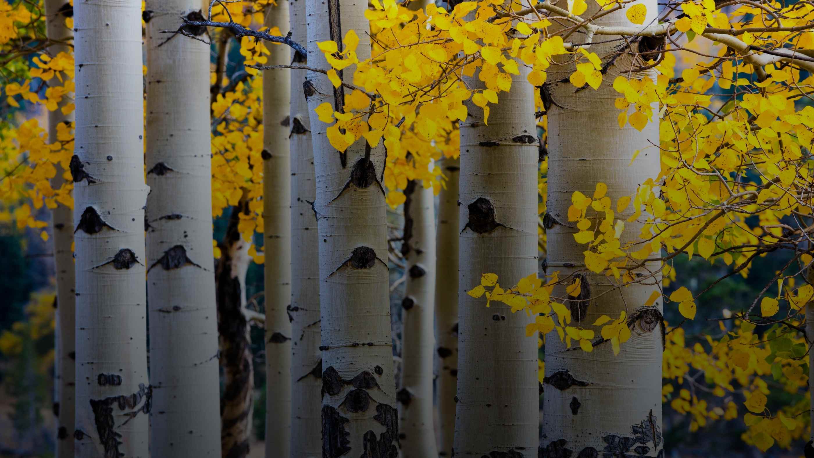 aspen colorado dating scene 