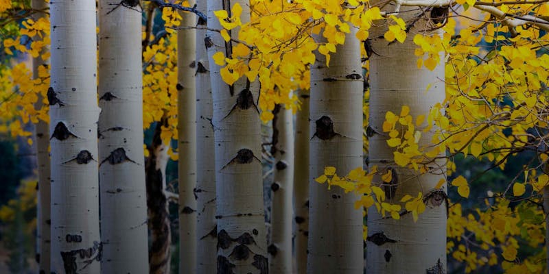 aspen colorado dating scene