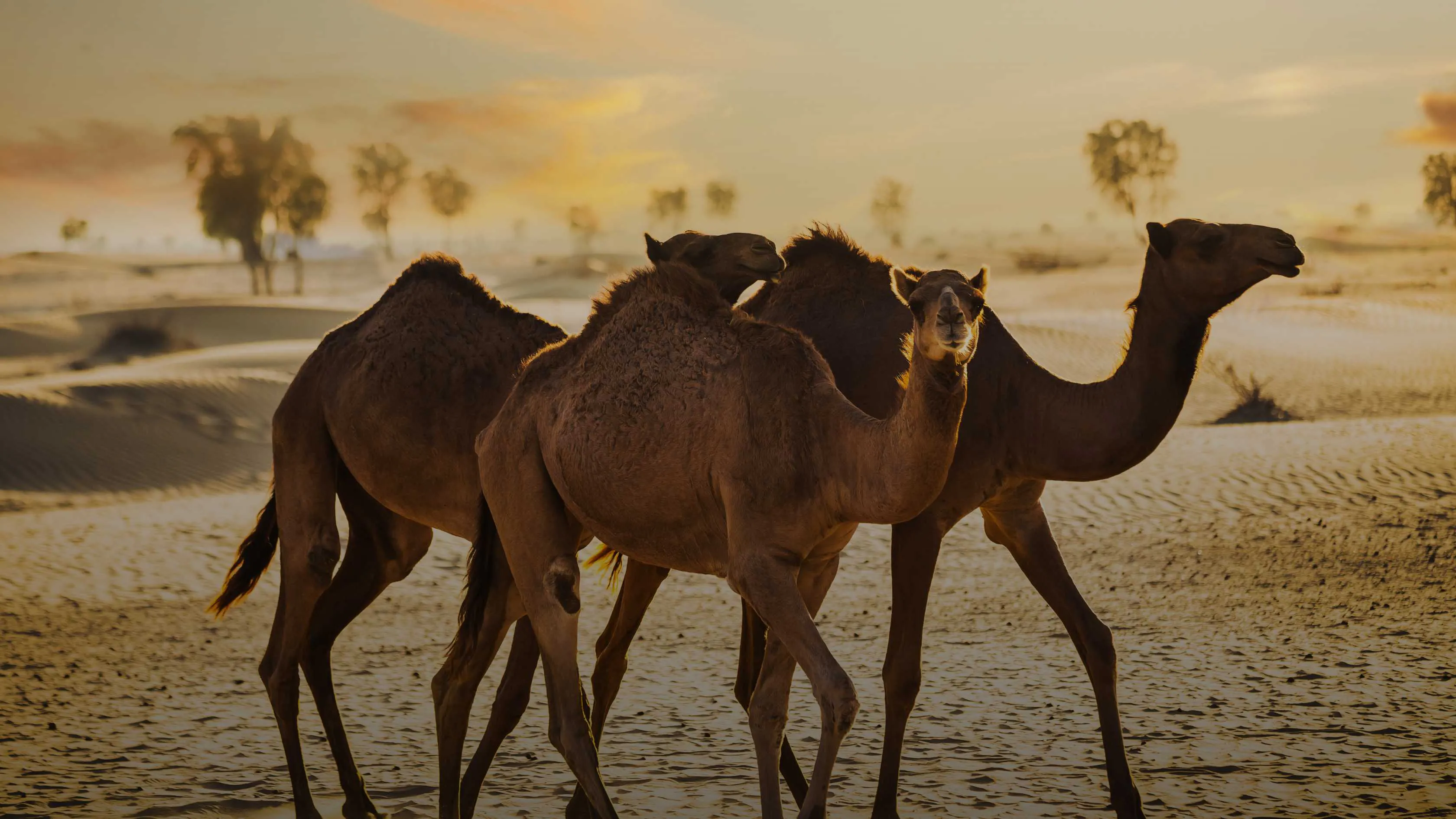 best matchamkers in dubai 