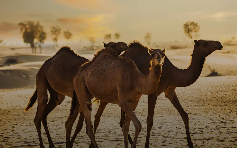 best matchamkers in dubai