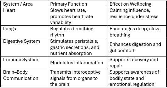Key Functions of the Vagus Nerve