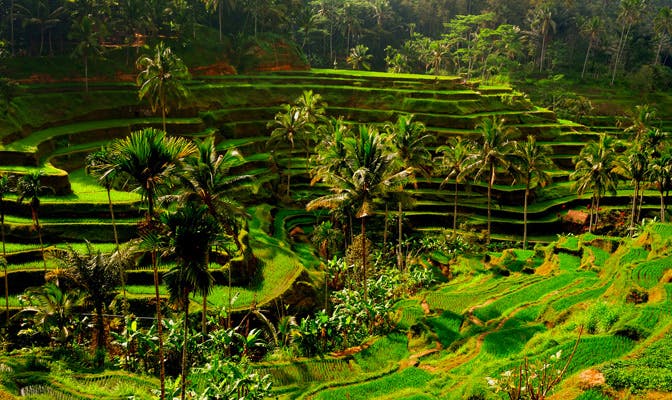 Rijstveld in Bali